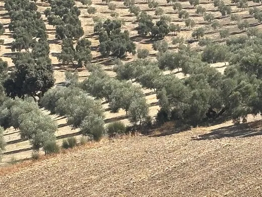 Ländliches Grundstück mit 256.011 m² in Zona Cueva de Menga, Antequera · 2/25