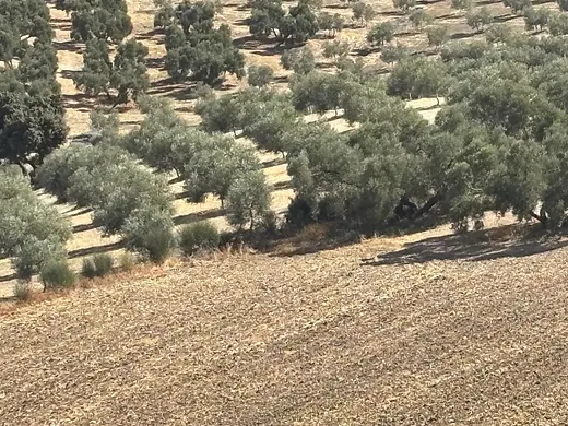 Ländliches Grundstück mit 256.011 m² in Zona Cueva de Menga, Antequera · 5/25